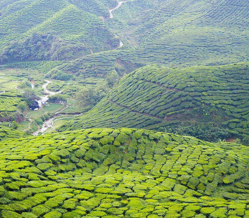 Cameron Highlands